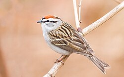 Chipping Sparrow - Flickr - Fyn Kynd.jpg