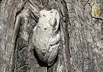 Thumbnail for Grey foam-nest tree frog