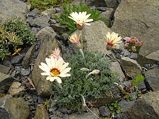 <i>Rhodanthemum</i> Genus of flowering plants