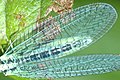 Chrysopa perla wing detail