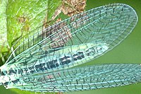 Chrysopa.perla.wing.detail.jpg