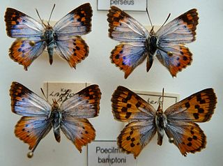 <i>Chrysoritis bamptoni</i> Species of butterfly