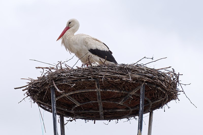 File:Ciconia ciconia nest, Rust, Burgenland, Austria, 20220425 1334 5083.jpg