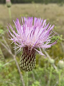 Cirsium lecontei 153786477.jpg