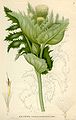 Ботаникань артовкс (Cirsium oleraceum)