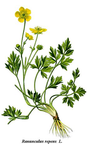 Cleaned-Illustration Ranunculus repens.jpg