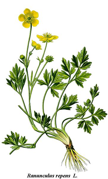 File:Cleaned-Illustration Ranunculus repens.jpg