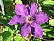 Clematis cultivars a2.jpg