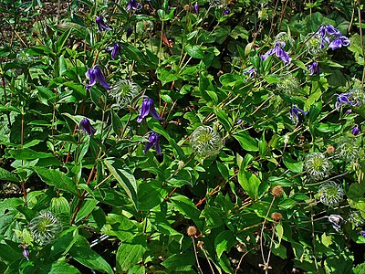 Clematis integrifolia Habitus