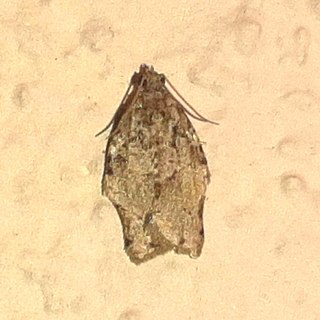 <i>Clepsis abscisana</i> Species of moth