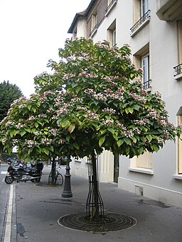Clerodendrum trichotomum 75015