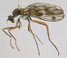 Clinocera fontinalis dişi, Minera Ocağı, Kuzey Galler, Eylül 2012 2 (16717935630) .jpg