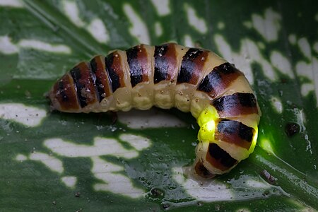 Close-up view of a bioluminescent beetle Elateroidea