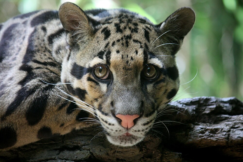 The average adult weight of a Clouded leopard is 15.02 kg (33.12 lbs)