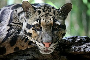 Closeup of clouded leopard