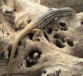 Little striped whiptail Species of lizard