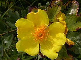 Cochlospermum planchonii