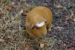 Cavia Porcellus