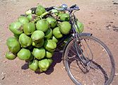 A bicycle in India hauling coconuts