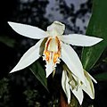 Coelogyne magnifica flowers