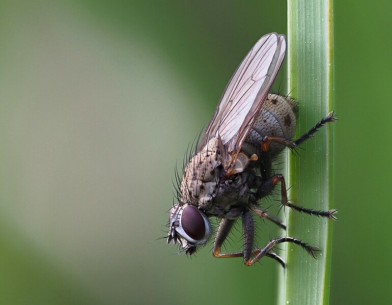 File:Coenosia tigrina (Muscidae), Parc de Woluwe, Bruxelles (52014987982).jpg