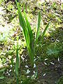 Colchicum alpinum leaves