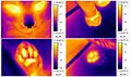 Image 14Thermograph of various body parts of a cat (from Cat anatomy)