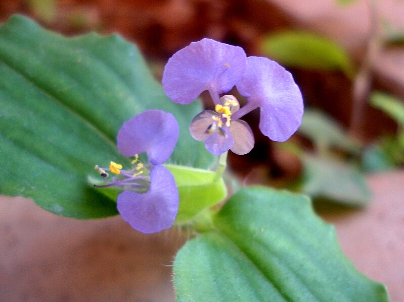 File:Commelina benghalensis (tropical spiderwort) at Madhurawada.JPG