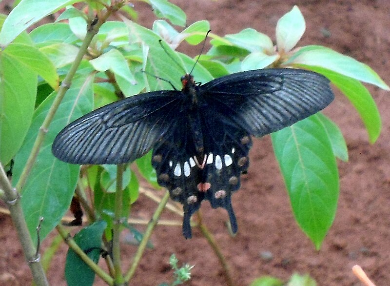 File:Common Mormon (Papilio polytes) at IG Zoo Park 01.JPG