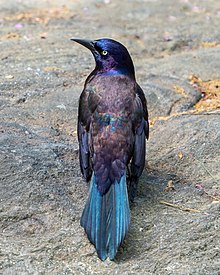 Iridescence of the grackle's feathers Common grackle iridescence in CP (43218).jpg
