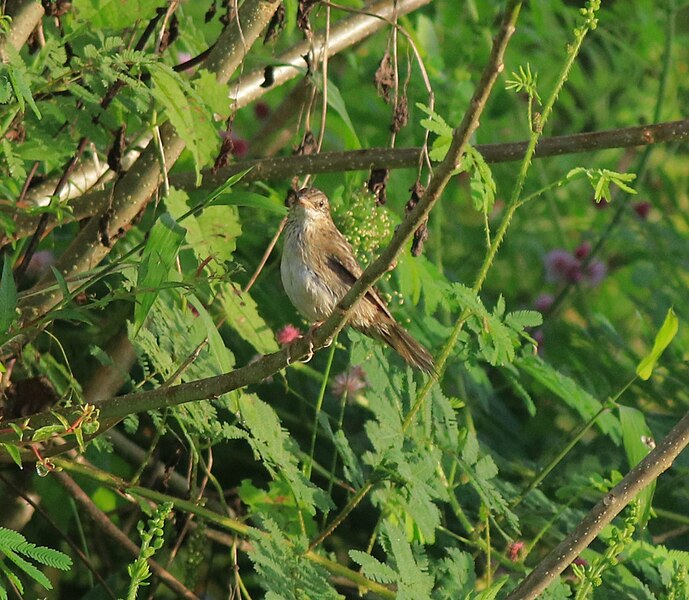 File:Common grasshopper warblers 17.jpg