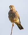 * Nomination A common kestrel perched on a branch in Franconville, France. --Alexis Lours 20:06, 5 January 2022 (UTC) * Promotion  Support Good quality. --Steindy 00:02, 6 January 2022 (UTC)