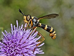 Conopidae - Conops quadrifasciatus (female).jpg