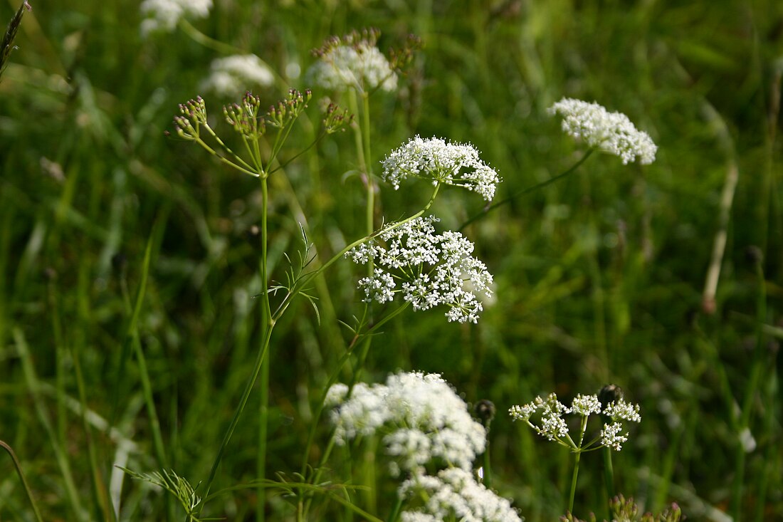 File:Conopodium majus 03.jpg