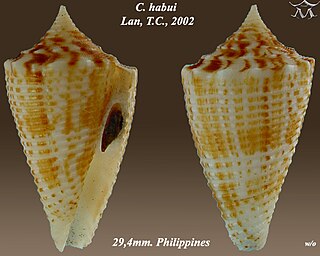 <i>Conus habui</i>