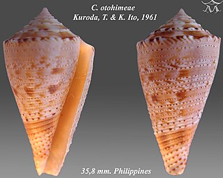 <i>Conasprella otohimeae</i> Species of gastropod