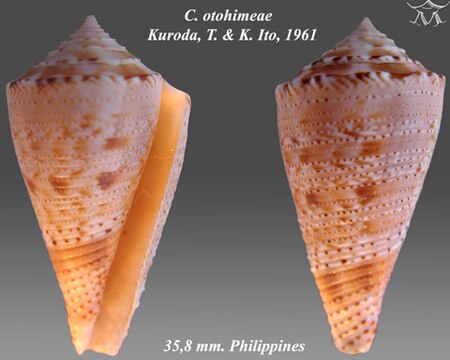 Conus otohimeae