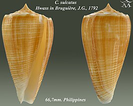 Conus sulcatus