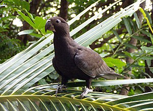 Wielka papuga vasa (Coracopsis vasa)