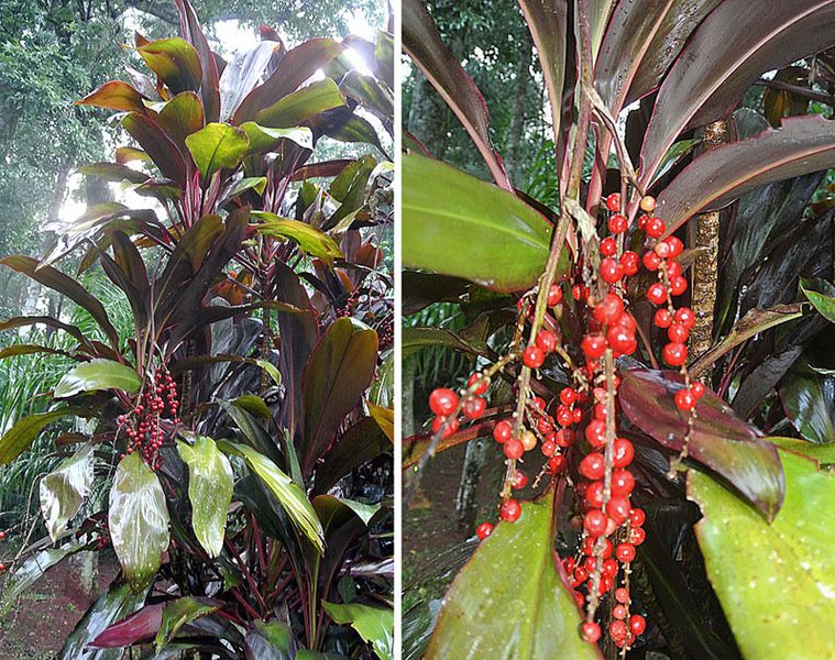 File:Cordyline fruticosa (20262433874).jpg