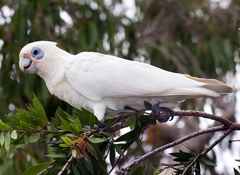 File:Corella in Park Tree-1+ (2245123109).jpg