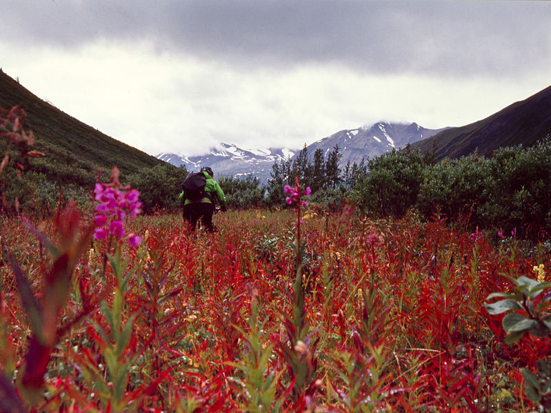 File:Cottonwood colours (7941788424).jpg