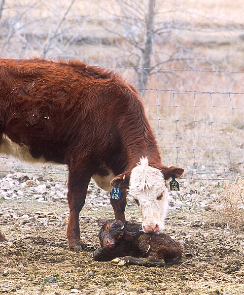 File:Cow and calf K9486-1.jpg