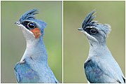 H. coronata LC - least concern (ei trüüwet)