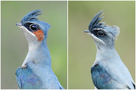 Lelayang pokok berjambul (burung)