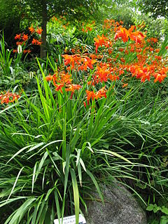 Gumbinė montbretė (Crocosmia x crocosmiiflora)