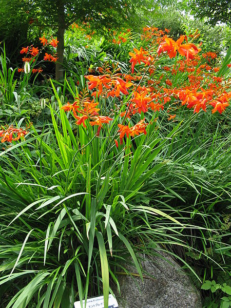 File:Crocosmia x crocosmiflora1.jpg