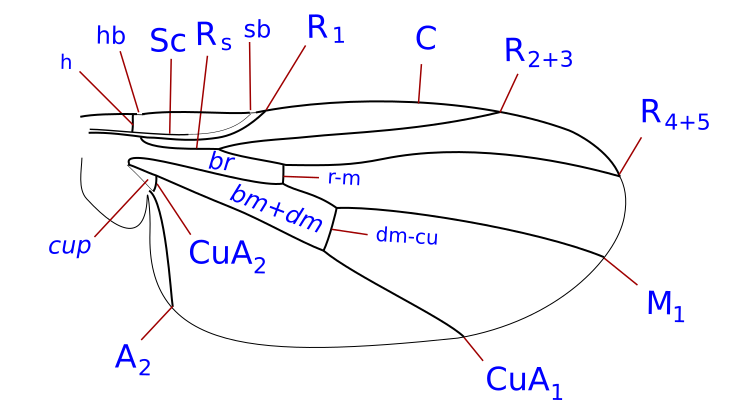 File:Cryptochetidae wing veins.svg