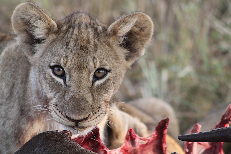 File:Cub eating breakfast (8567048314).jpg