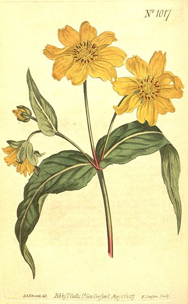 File:Curtis's botanical magazine (10596152064).jpg